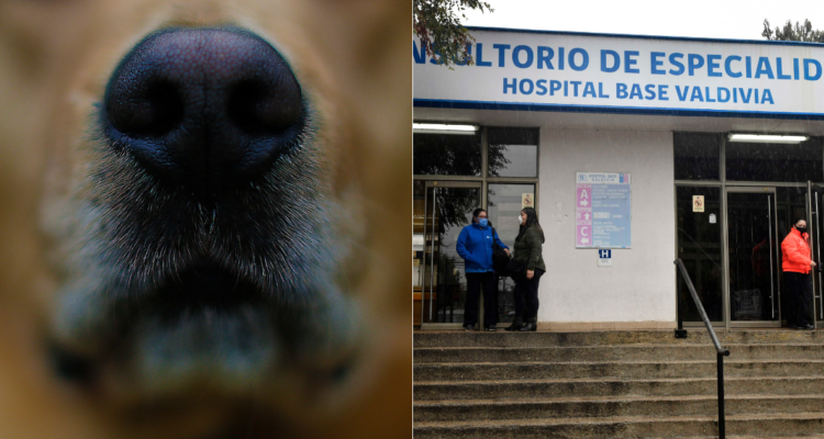 Denuncian lista de espera de pacientes oncológicos tras polémica por radioterapia a perro en Valdivia.