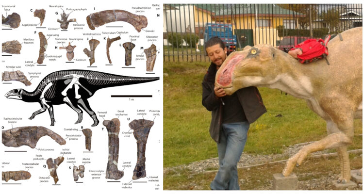 Una imagen de los huesos del dinosaurio pico de pato recién descubierto, y otra de Toshiro Jujihara.