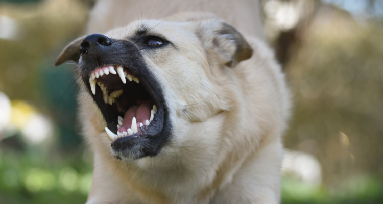 Puyehue: alcaldesa pide a la comunidad tenencia responsable de perros tras aumento de ataques