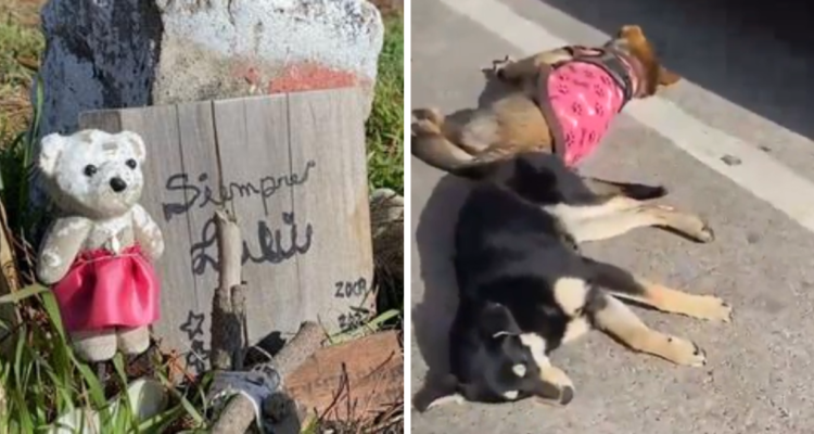 “Siempre vienen a botarlos”: denuncian cementerio ilegal de mascotas y abandono de animales en Lenga.