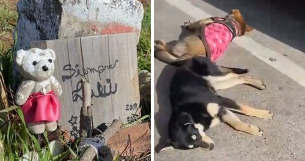 “Siempre vienen a botarlos”: denuncian cementerio ilegal de mascotas y abandono de animales en Lenga.