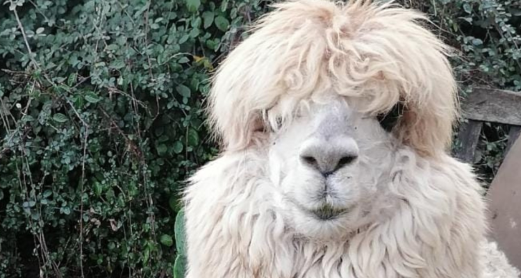 Tilín | Cedida BBCL