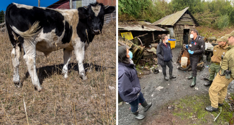 Encuentran parcela en Puerto Varas con animales muertos y otros maltratados: sería un matadero ilegal