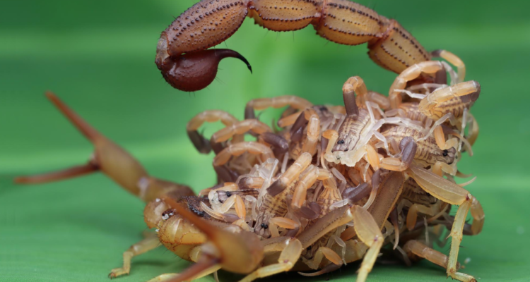 Fotografía del Escorpión hottentotta en referencia al nuevo escorpión encontrado en la región de coquimbo bautizado en honor a Gabriela Mistral