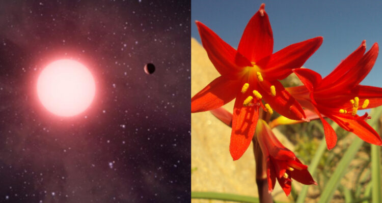 Nombran una estrella y un exoplaneta como flores endémicas de Chile: Añañuca y Tahay