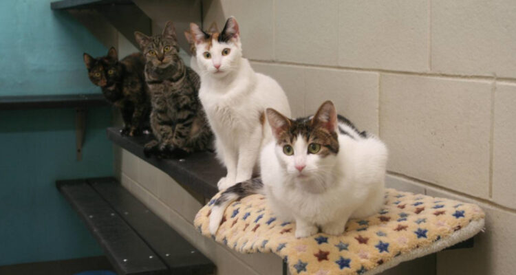 Investigadores crearon una inyección que podría ser una mejor alternativa frente a métodos más agresivos para esterilizar gatas.