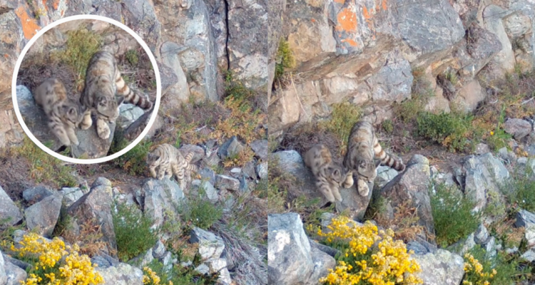 Captura de video donde se ve el gato andino junto a su cachorro en la cordillera de los andes