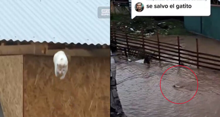 Captura del momento en que el gato salta al río. A su lado, una foto del felino llegando a la orilla.