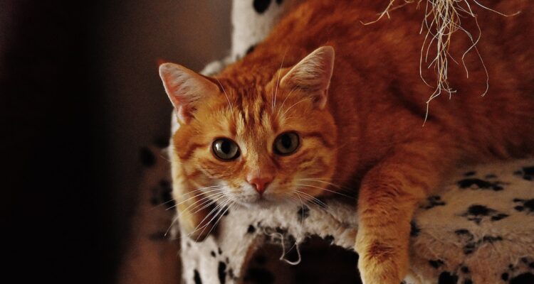 Gatos son capaces de reconocer nombres de humanos y otros gatos según estudio