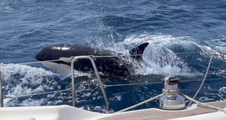 Gladys, la revolucionaria orca que romper barcos