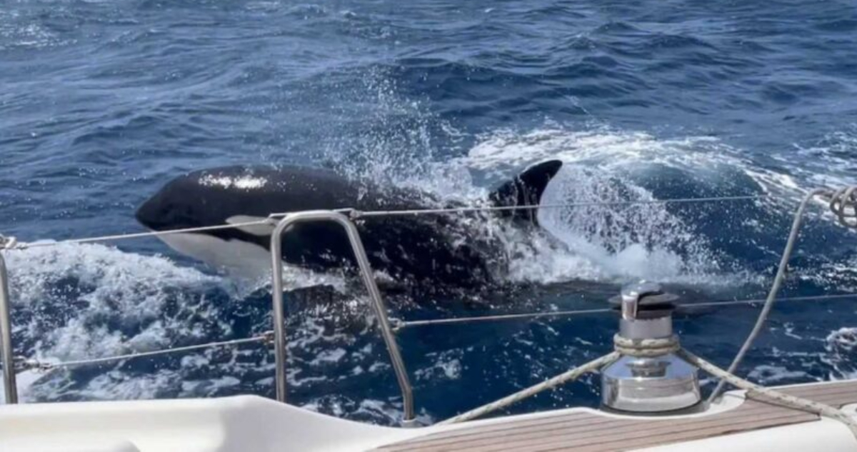 Gladys, la revolucionaria orca que romper barcos