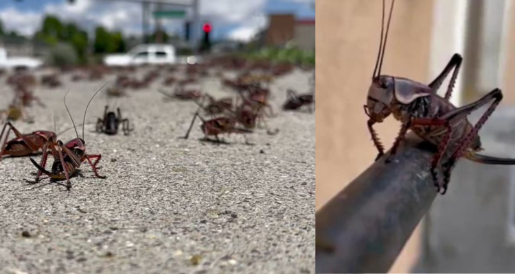 Invasión de grillos en ciudad de Estados Unidos