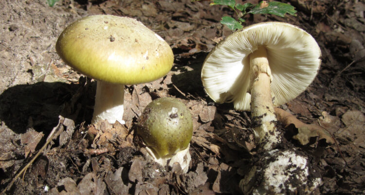 El “hongo de la muerte”.