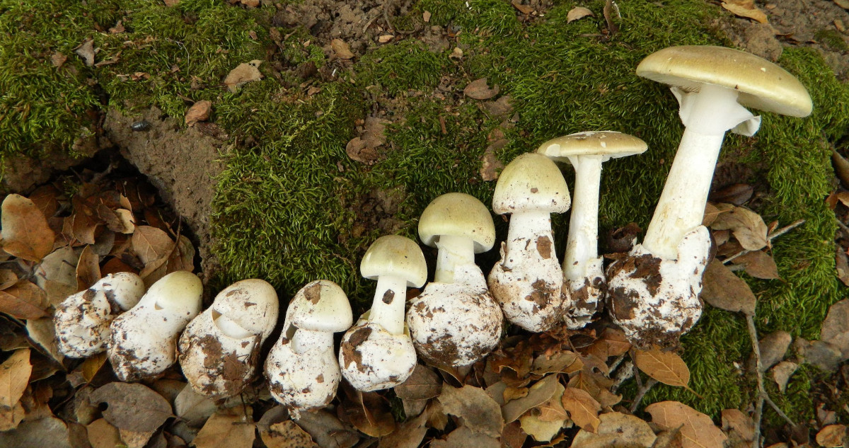 Amanita phalloides, uno de los dos hongos venenosos que existen en el país.