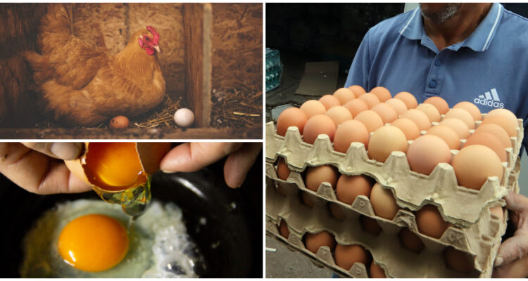 Menos gallinas y por ende menos huevos: Los golpeados números en Chile asociados a este alimento