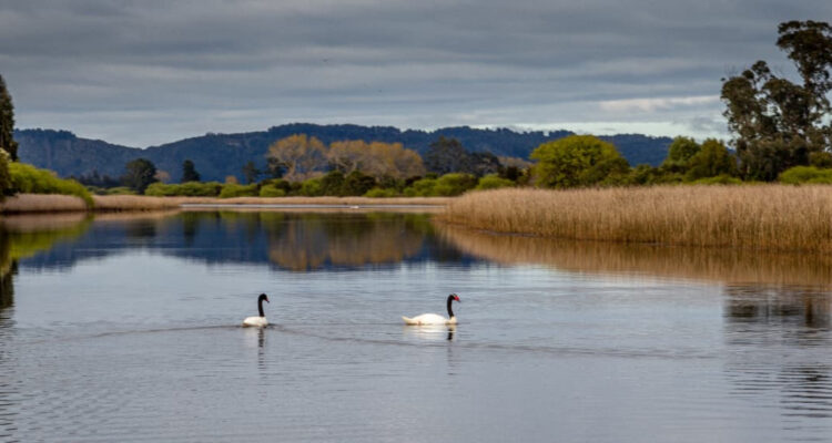 La degradación de humedales en Chile podría traer millones de toneladas de emisiones de CO2