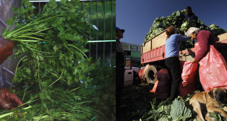 Iniciativa busca terminar con el desperdicio de alimentos en Santiago: beneficiando a adultos mayores