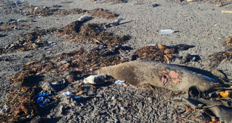 Isla Rocuant Talcahuano