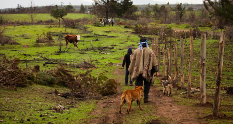 127 solicitudes de restitución de tierras tiene Los Ríos: Gobernador acusa deslegitimación de Conadi