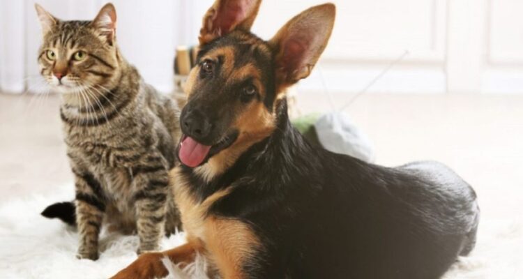 Los perros y gatos sufren más de la cuenta con el frío