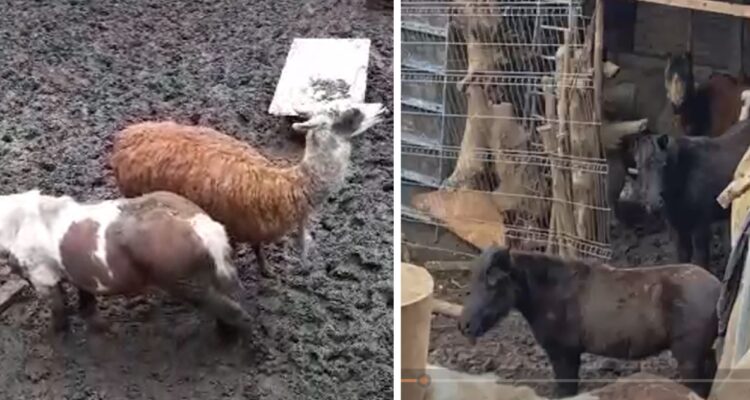 Desbaratan matadero clandestino en Cartagena que faenaba llamas