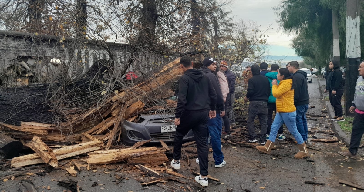 Muere mujer por caída de árbol en Peñalolén