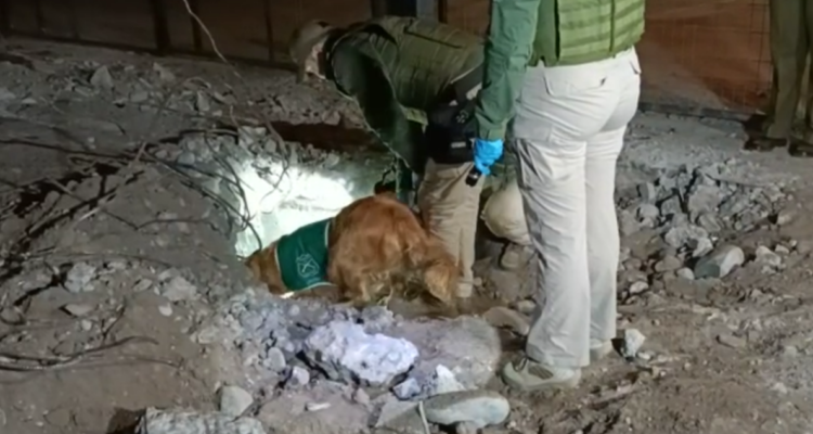 perro antidrogas
