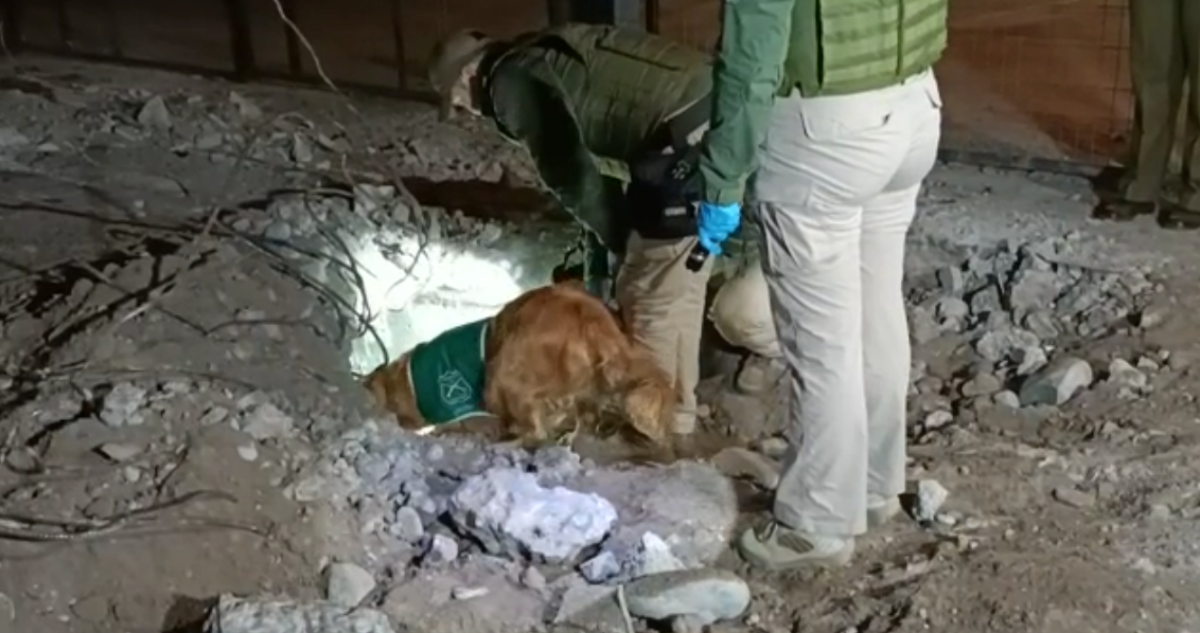 perro antidrogas
