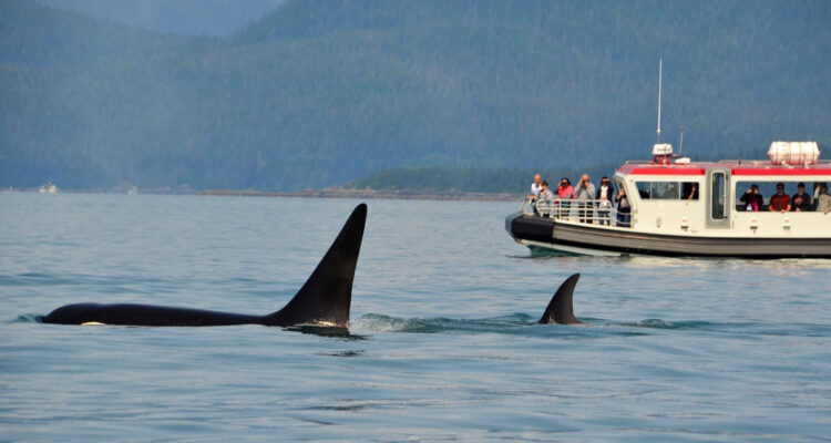 ¿Sigue la venganza de Gladys?: Reportan que ataques de orcas a embarcaciones ahora ocurren a diario