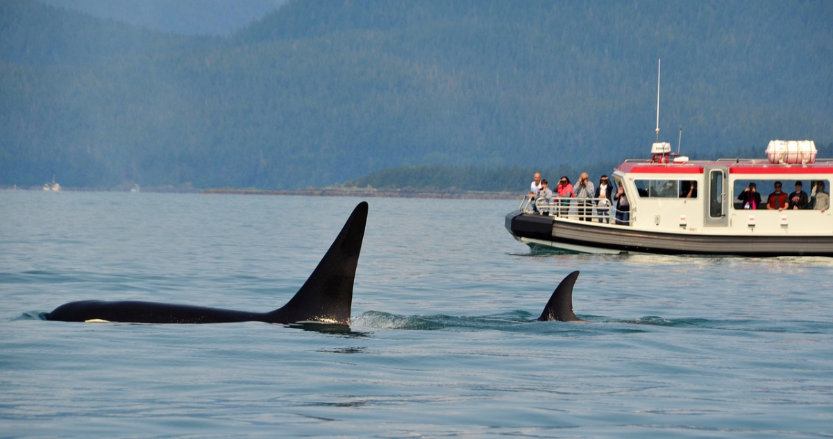 ¿Sigue la venganza de Gladys?: Reportan que ataques de orcas a embarcaciones ahora ocurren a diario
