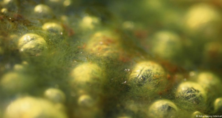 algas bajo el agua