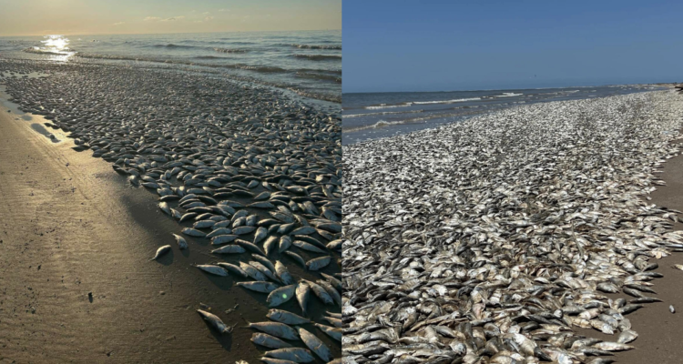 Peces muertos en EUU