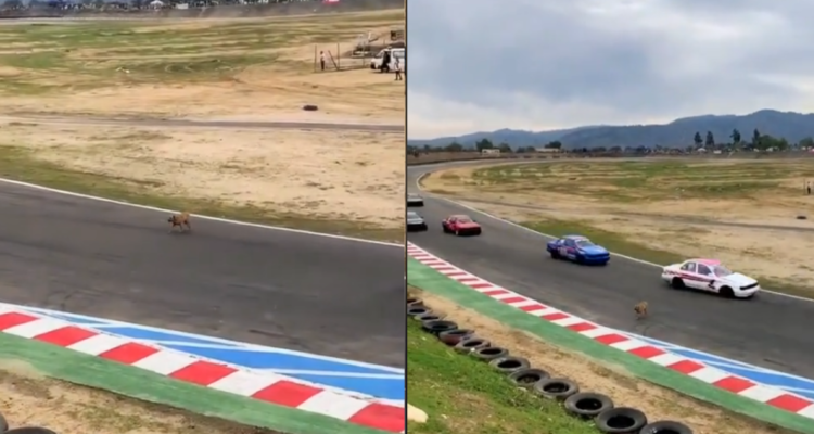Perrito cruza autódromo