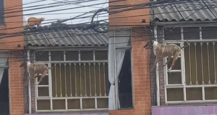 Perrito atrapado en los cables