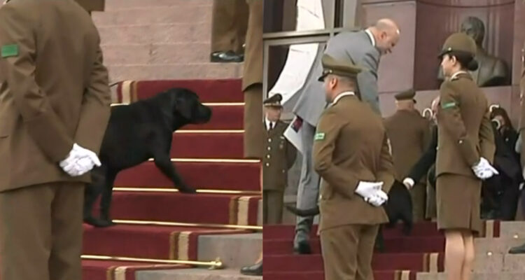 Perrito ingresando al Congreso donde se realiza la Cuenta Pública.
