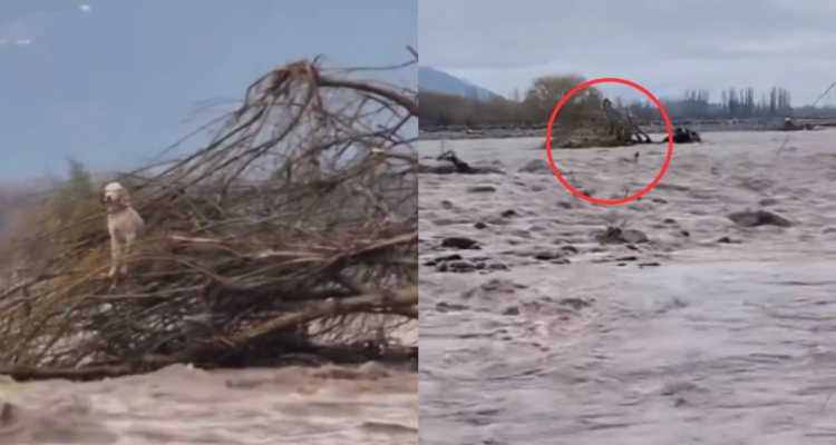 Capturas del video donde se ve al perrito nadando en el río Cachapoal antes de ser rescatado