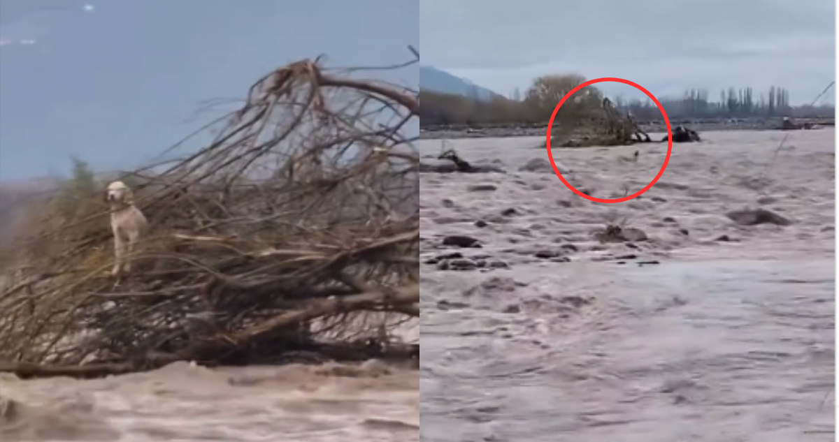 Capturas del video donde se ve al perrito nadando en el río Cachapoal antes de ser rescatado