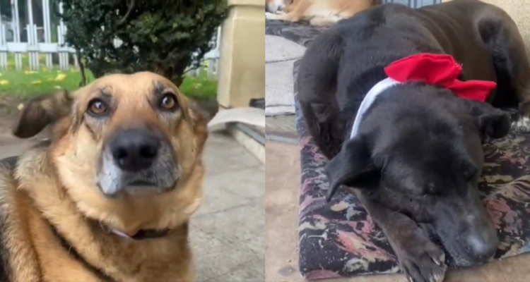 Perritos en Cuenta Pública