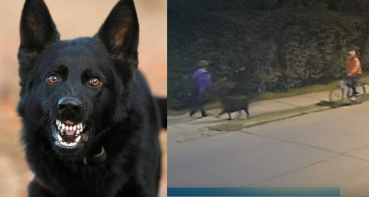 Perro adiestrado para asaltar