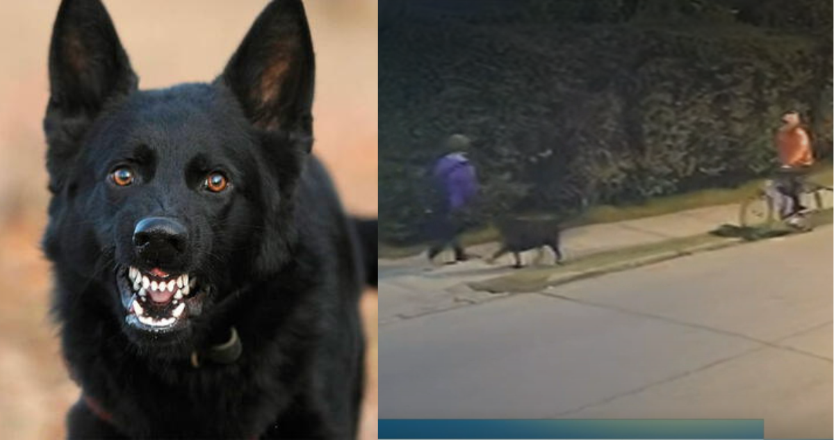 Perro adiestrado para asaltar