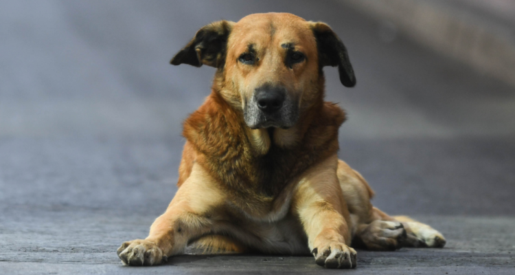 Perro fue atendido en el Servicio de Oncología del Hospital Base de Valdivia: recinto instruye sumario