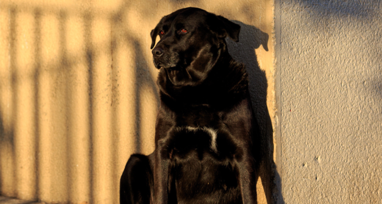 radioterapia perro Valdivia