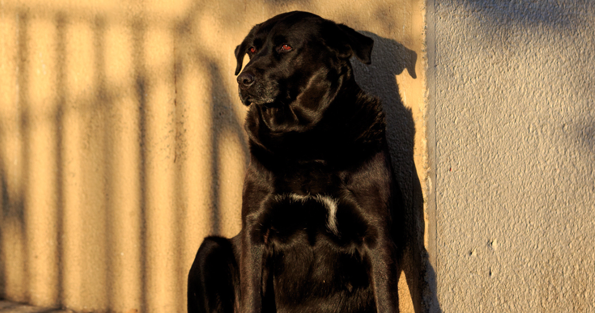 radioterapia perro Valdivia