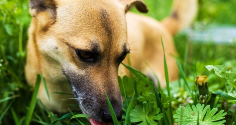 Los perros pueden comer pasto