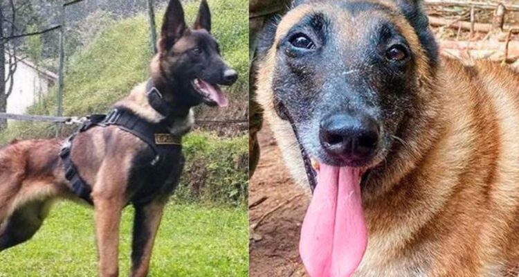 El perro Wilson continúa perdido