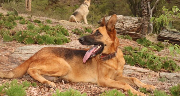 El peero Wilson protegió a los niños perdidos