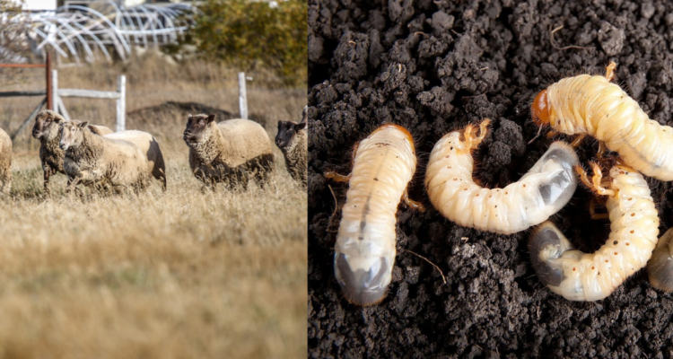 Plaga del gusano blanco afecta a Chiloé