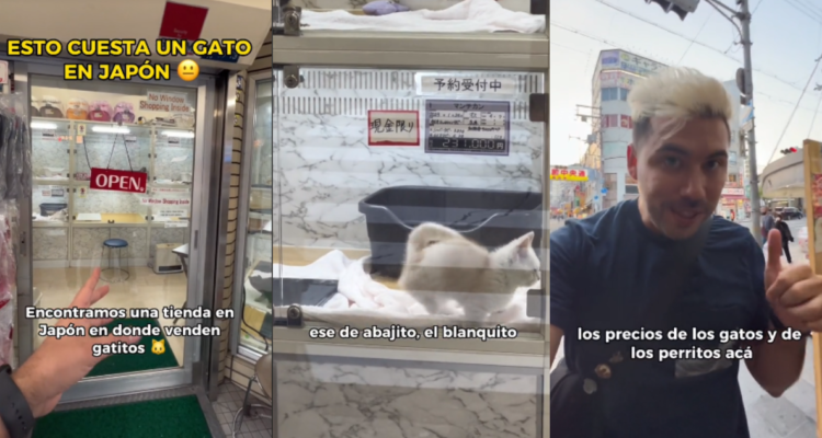 Capturas de TikTok donde chileno muestra precios de gatos y perros en japón
