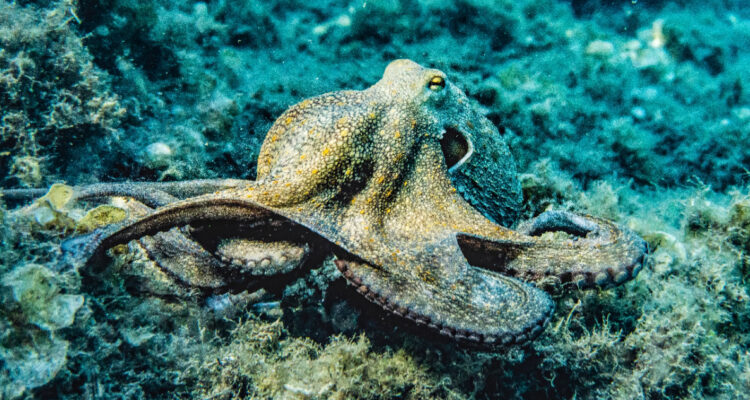 ¿Los pulpos sueñan?: Descubren que su actividad neuronal al dormir es similar a la de los humanos