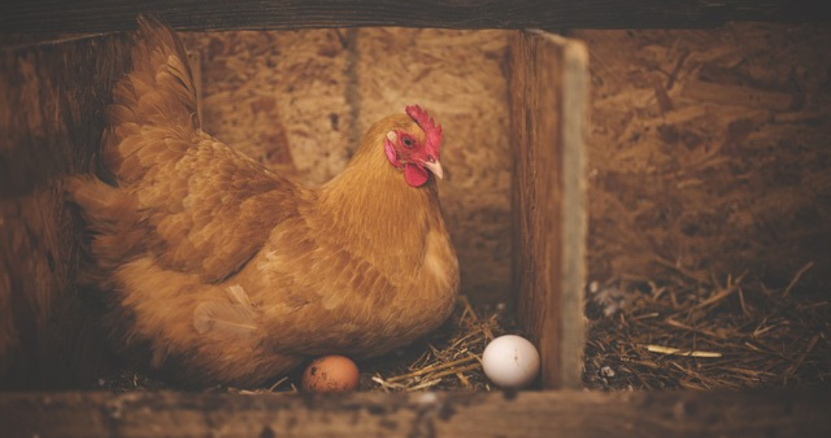 ¿Qué vino primero? ¿El huevo o la gallina? Científicos revelan enigma con nueva teoría